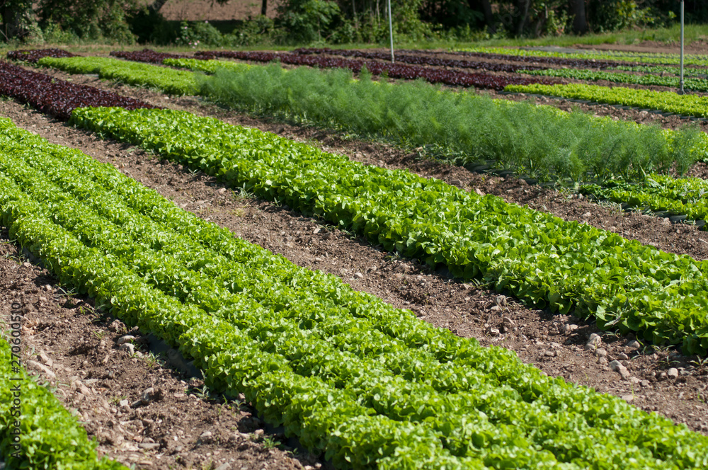 closeup of organic salad alignment in a field