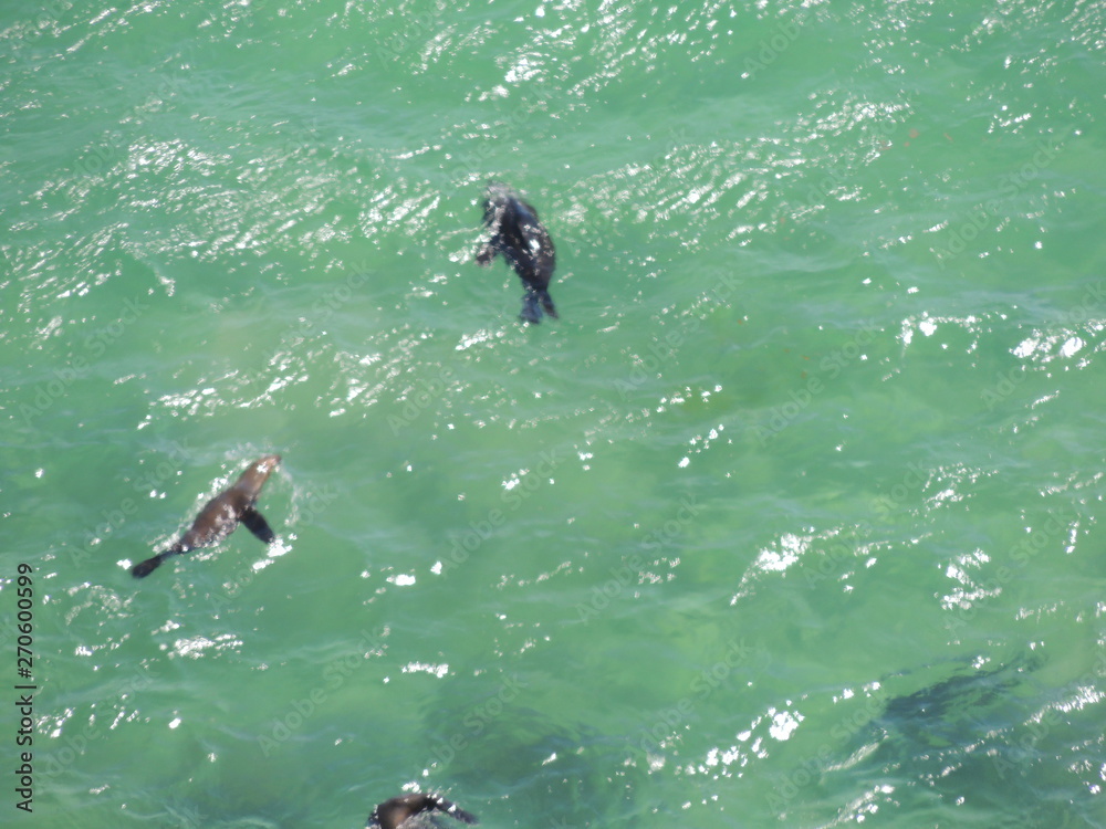 seals swimming
