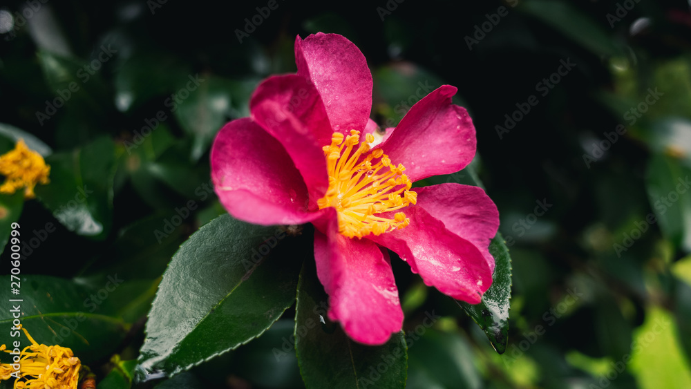 Obraz premium pink flower