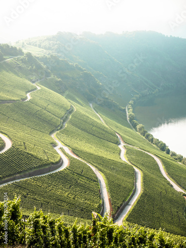 foggy wineyards