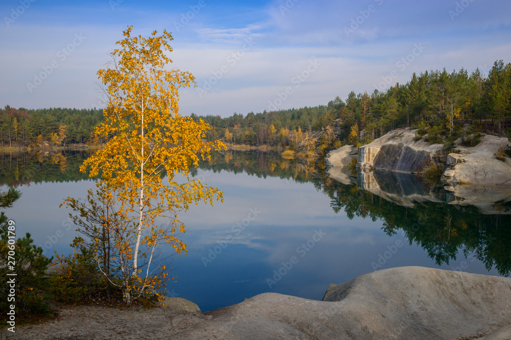 Yellow birch near a mirror-smooth lake