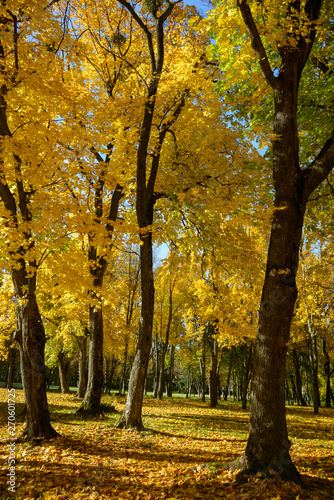 Maple woods in autumn
