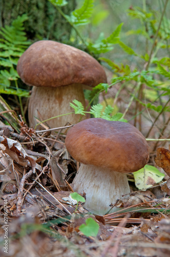 Two cute mushrooms found in forest
