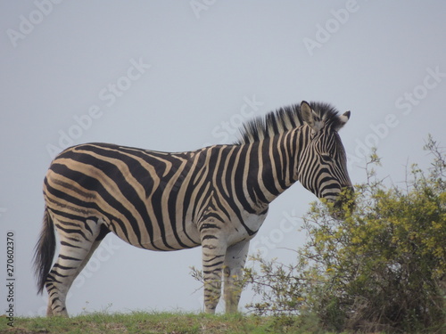 zebra in savanna © Maria