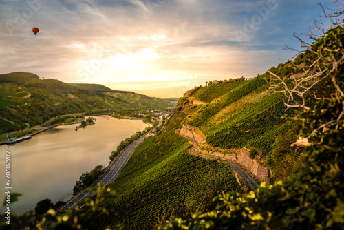 wineyards in mosel valley