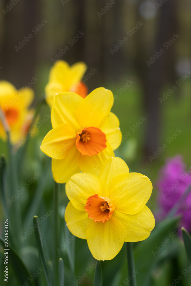 Spring flowers yellow daffodils. beautiful yellow flowers. Spring flowers yellow daffodils. beautiful yellow flowers.