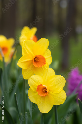 Fototapeta Naklejka Na Ścianę i Meble -  Spring flowers yellow daffodils. beautiful yellow flowers.
