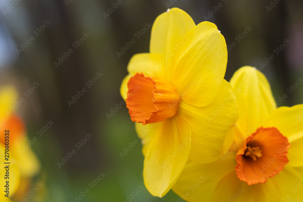 Spring flowers yellow daffodils. beautiful yellow flowers. Spring flowers yellow daffodils. beautiful yellow flowers.