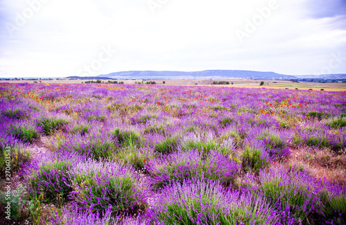 Blooming field of lavender, landscape