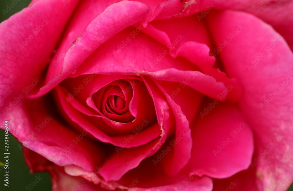 Rose Flower Close-up Rose Flower Close-up