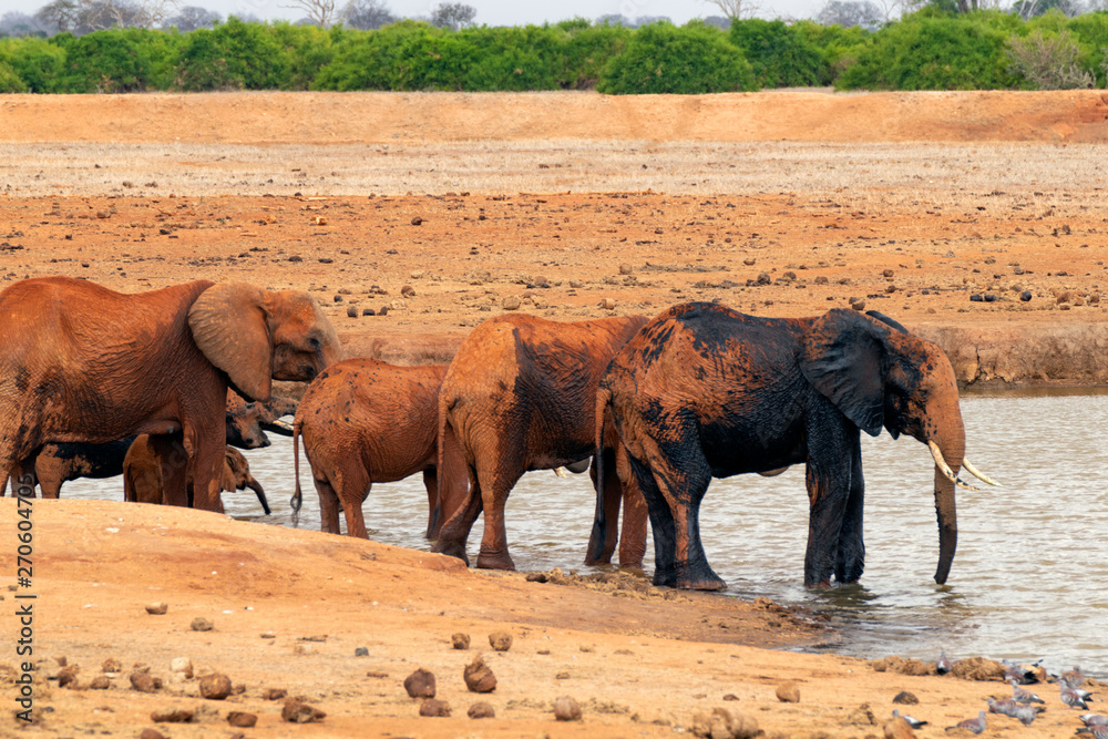 Naklejka premium Elephants mud bathing in the Savannah