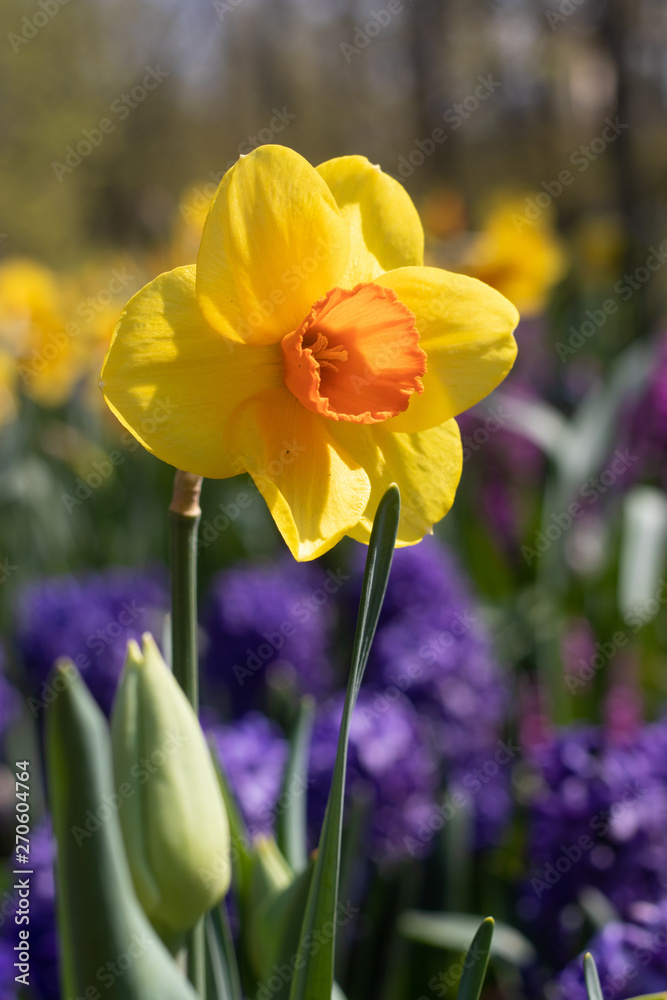 Spring flowers yellow daffodils. beautiful yellow flowers. Spring flowers yellow daffodils. beautiful yellow flowers.