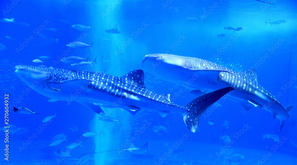 Fototapeta premium ジンベエザメ