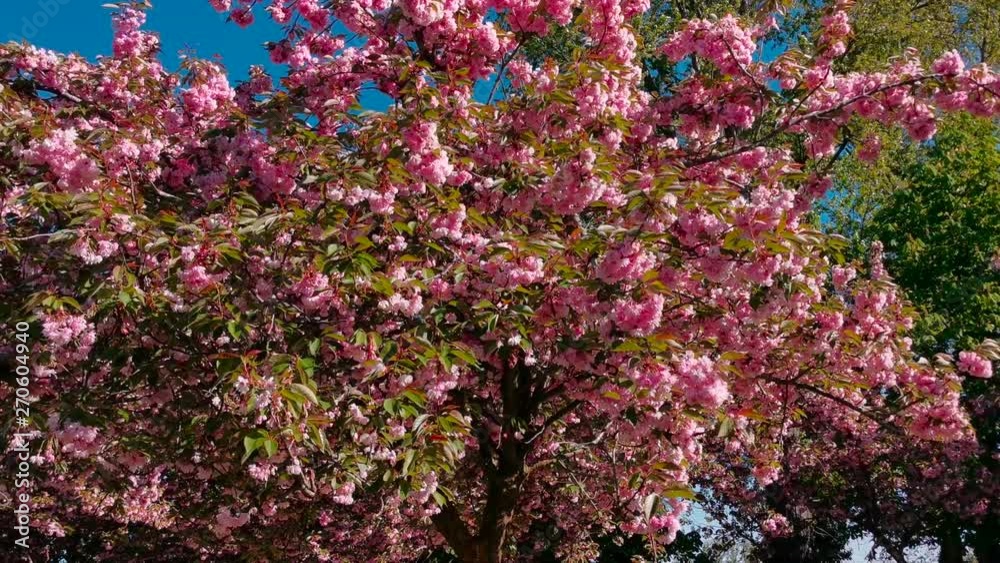 Flores de color Rosa en Primavera. Cerezos japoneses (Prunus serrulata)