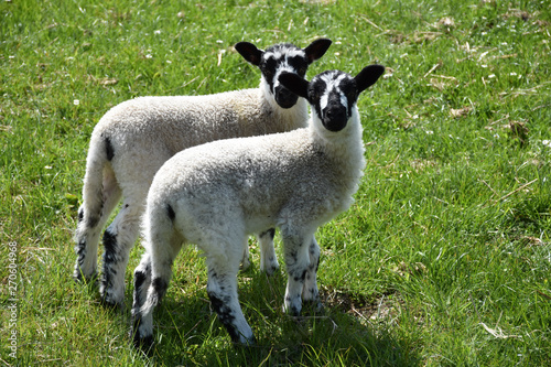 Pair of Beulah Speckled Face Lambs in a Grass Field photo