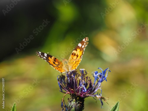 Butterfly Vanessa cardui on flower of Centaurea montana 