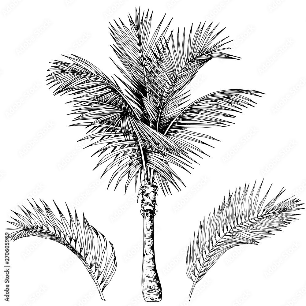 Tropical palm tree and branches. Black and white vector. Hand drawn