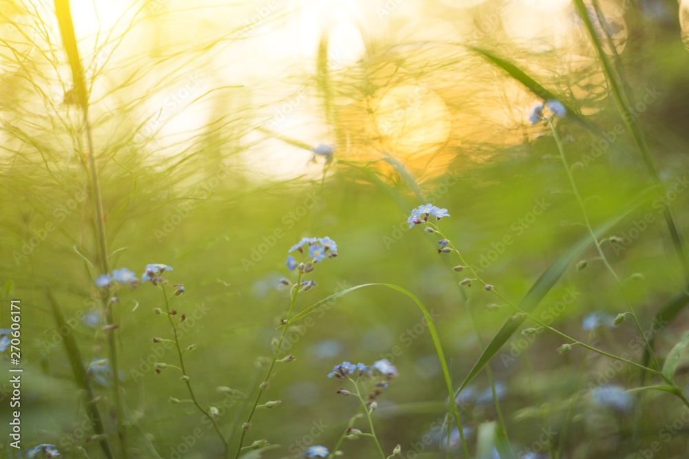 Summer blue wildflowers and green plants on meadow close up in sunlight. Abstract nature blurred bokeh background 