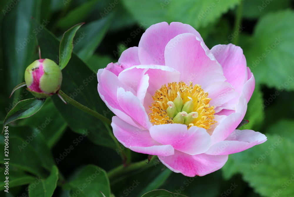 Pfingstrose in Pink mit gelber Mitte Pfingstrose in Pink mit gelber Mitte