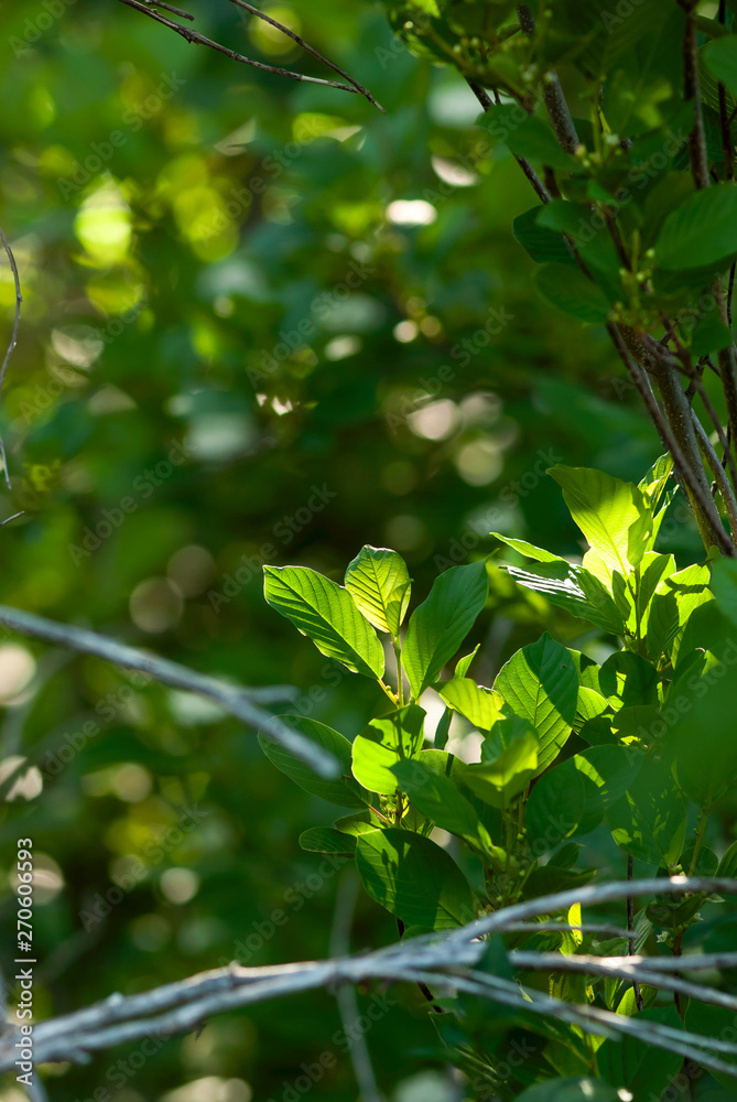 Obraz premium Glowing Tree Leaves