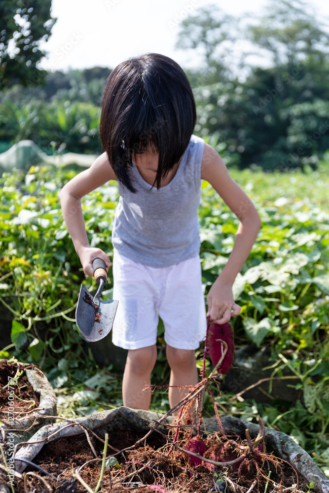 Fototapeta premium Asian Chinese Little Girl digging purple potato in organic farm