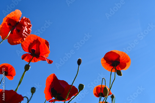 Closeup of colorful flowers seen from below with the blue sky as background