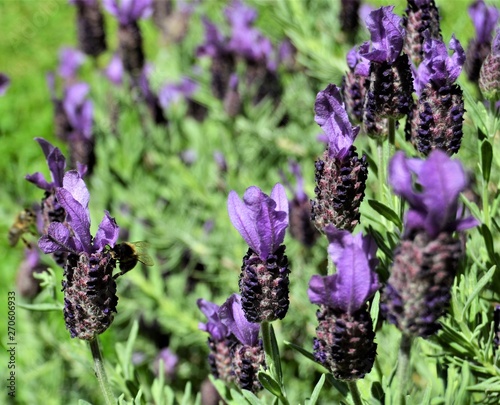 Lavendel photo