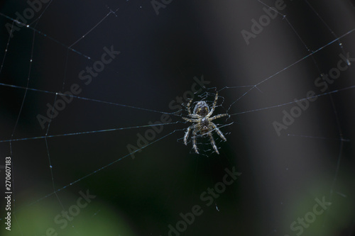 A tiny spider sits in the center of the web. Macro, selective focus