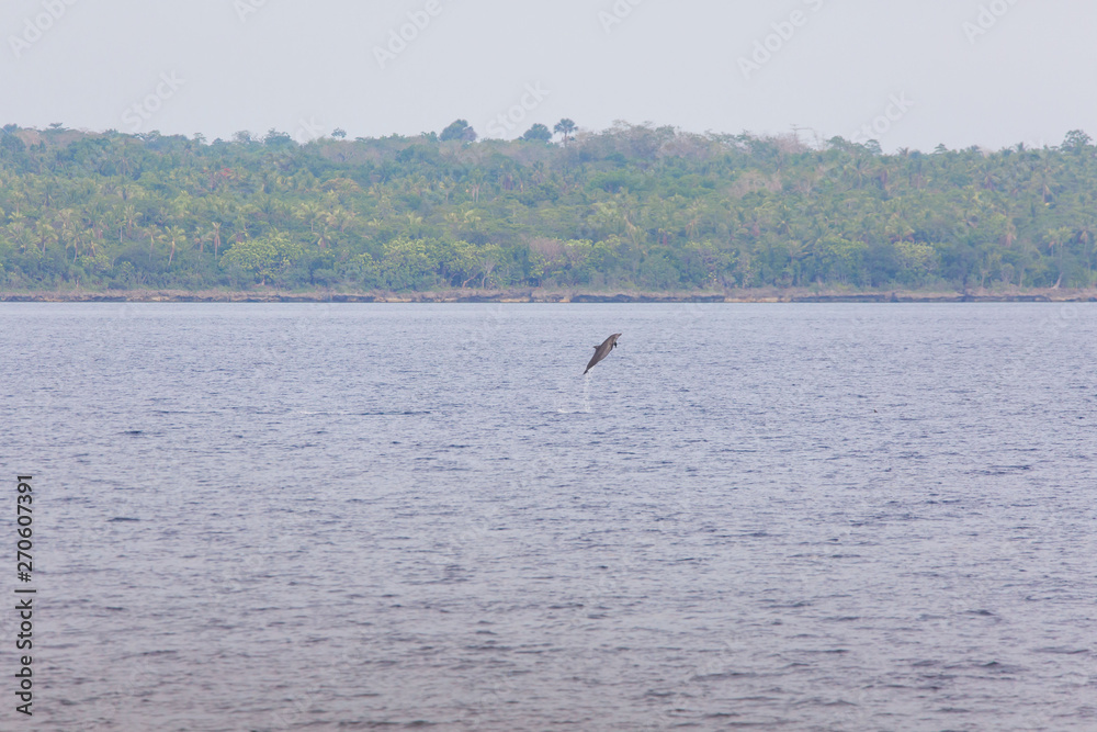 Naklejka premium Dolphin jumping at dolphin watching infron and island a wildlife scene full of lust for life vital and free