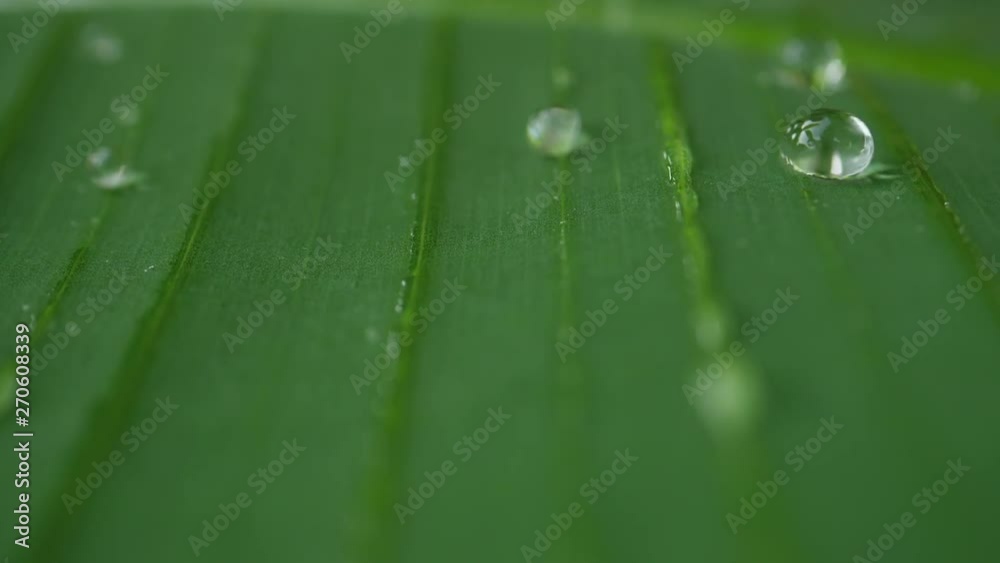 Water drops slide on tropical green leaf in slow motion Water drops slide on tropical green leaf in slow motion
