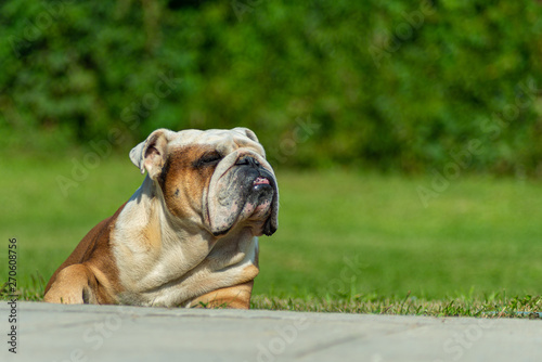 A powerful old English Bulldog male is lying on the grass in the sun squinting in pleasure. Behind a blurred background with green plants. © Nekrasov
