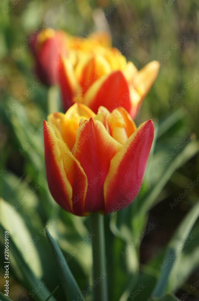 tulipan czerwony - obrazy, fototapety, plakaty 