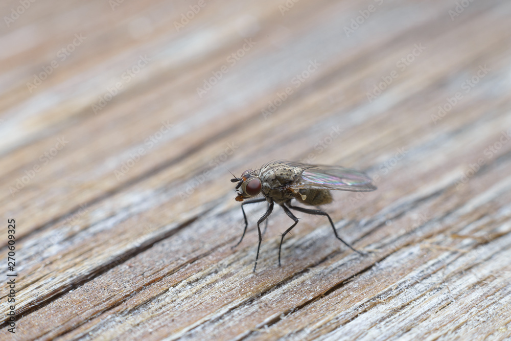 Obraz premium Tiny bright fly on light wooden background. Macro, selective focus