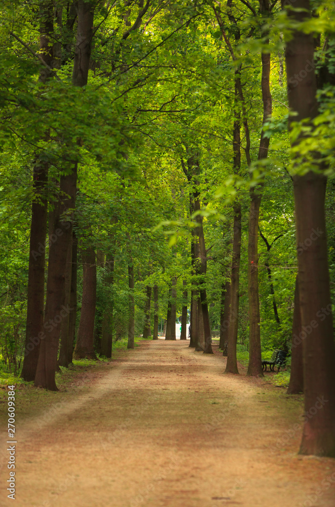 A Pathway with green Trees in Spring in the central Berlin Tiergarten Park