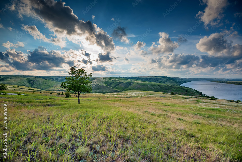 Lonely tree in summer steppe with lake beautiful landscape