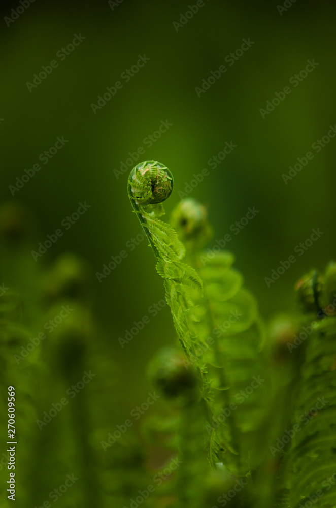 Close-up of young Fern Leafs outdoors in the Forest Close-up of young Fern Leafs outdoors in the Forest