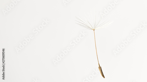 Foto Pusteblume 1