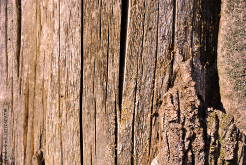 Tree cracked old brown-red trunk, vertical background texture close up detail