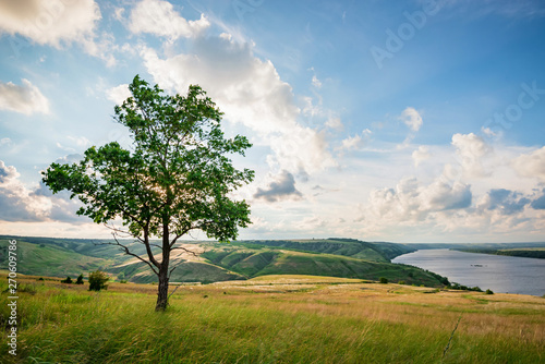 Lonely tree in summer steppe with lake beautiful landscape © Yakov