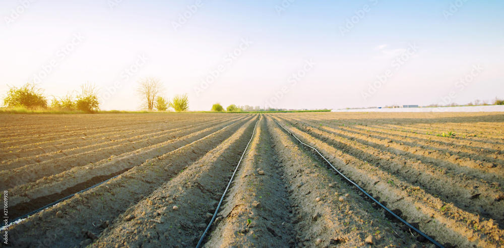 Beautiful view of the plowed field on a sunny day. Preparation for planting vegetables. Agriculture. Farmland. Soft selective focus