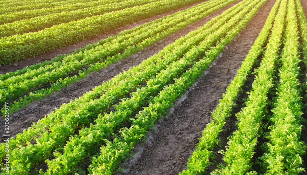 Carrot plantations are grown in the field. Vegetable rows. Organic vegetables. Landscape agriculture. Farming Farm. Selective focus Carrot plantations are grown in the field. Vegetable rows. Organic vegetables. Landscape agriculture. Farming Farm. Selective focus