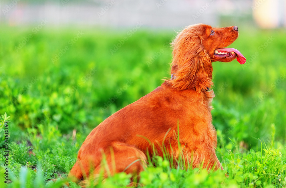 Fototapeta premium English cocker spaniel