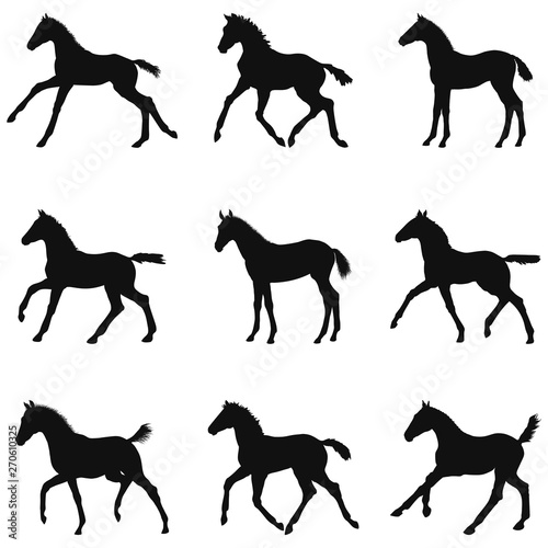 Vászonkép Illustrations set silhouettes of small foals