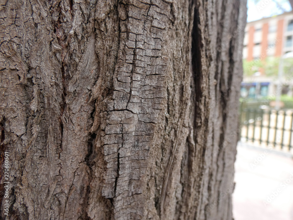 Fototapeta premium Corteza de tronco de árbol, árbol de ciudad