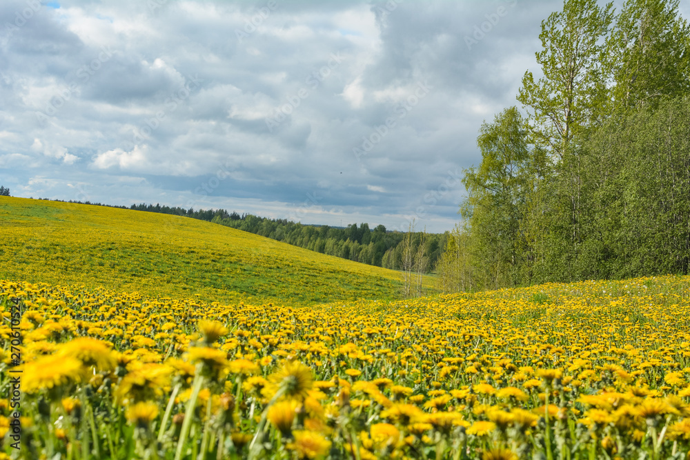 Yellow flowers fill the whole field Yellow flowers fill the whole field
