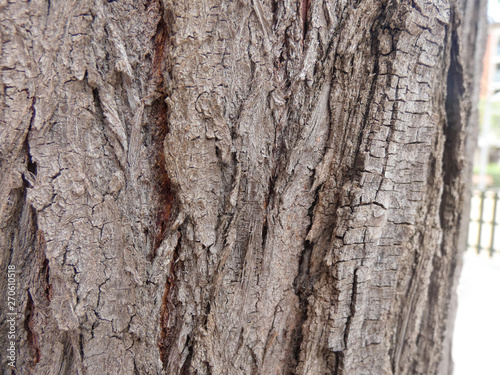 Corteza de tronco de árbol, árbol de ciudad