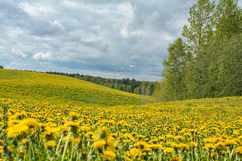 Yellow flowers fill the whole field