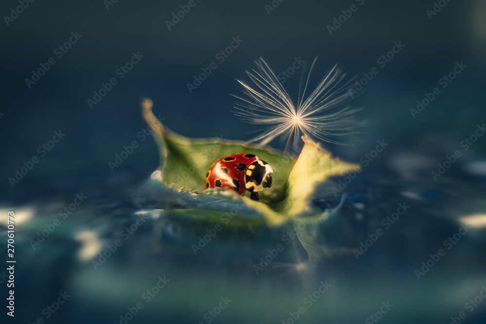 ladybug floating on water on a sheet of fluff dandelion ladybug floating on water on a sheet of fluff dandelion