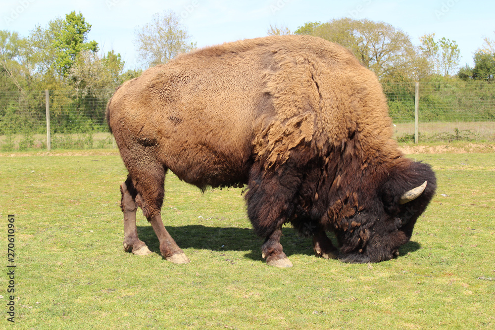 MAMMIFERE / BISON MAMMIFERE / BISON