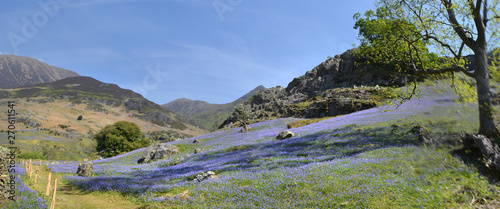 Panoramic view of a stretch of open growing blue bells at the foot of Rannerdale Knotts mountain range near Cockermouth Cumbria. 